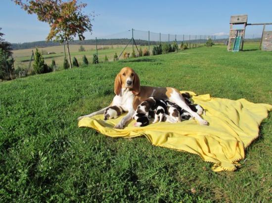 Gorgeous puppies of Swiss Hound breed