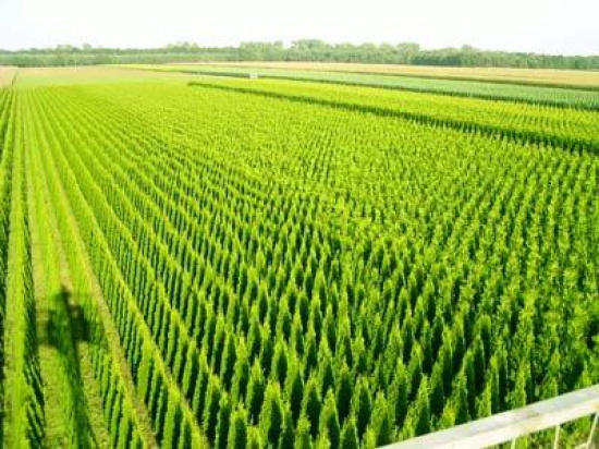 tuja szmaragd 0,64zł